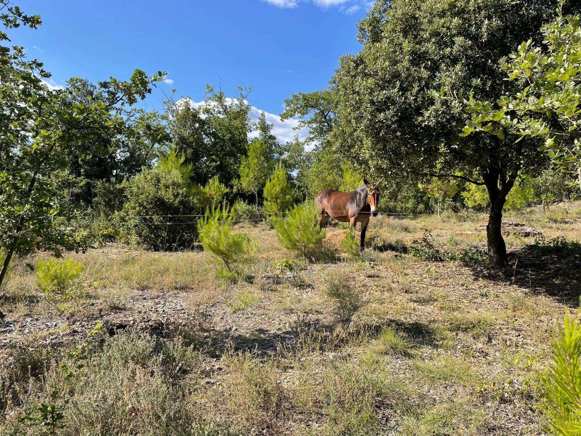 Les Yourtes De Provence Panzió Saint-Paulet-de-Caisson Kültér fotó